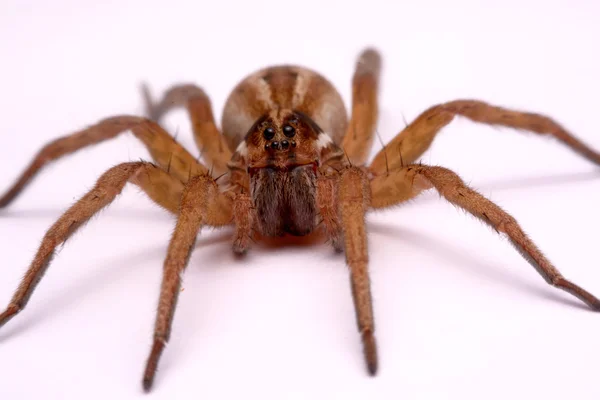 Κοντινό πλάνο huntsman αράχνες είναι απομονωμένα σε λευκό φόντο — Φωτογραφία Αρχείου