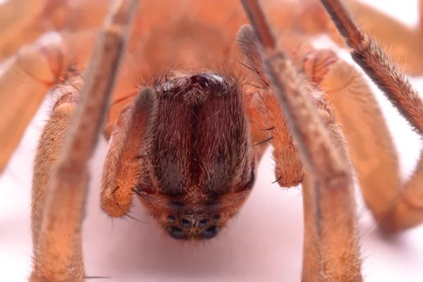 Yeşil yaprakta uğur böceği