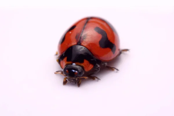 Close up ladybug un fondo blanco . — Foto de Stock