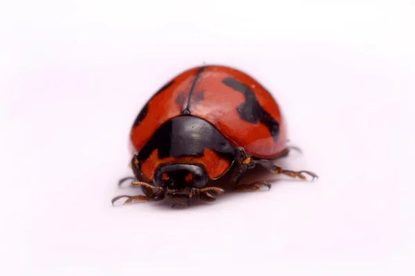 Close up ladybug un fondo blanco . — Foto de Stock