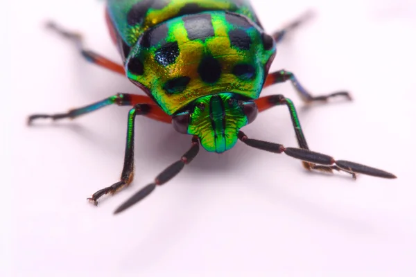 Close up Rainbow shield bug holding (Calidea dregii) em um fundo branco . — Fotografia de Stock