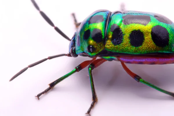 Close up Rainbow shield bug holding (Calidea dregii) em um fundo branco . — Fotografia de Stock