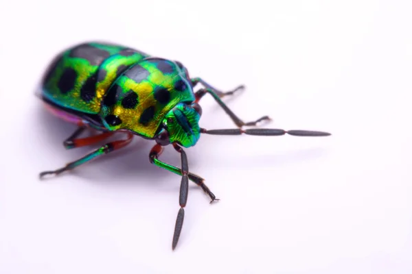 关闭了控股 (Calidea dregii)，在白色背景上的彩虹盾 bug. — 图库照片