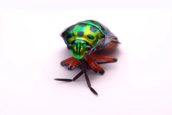 Close up Rainbow shield bug holding (Calidea dregii) on a white background — Stock Photo, Image