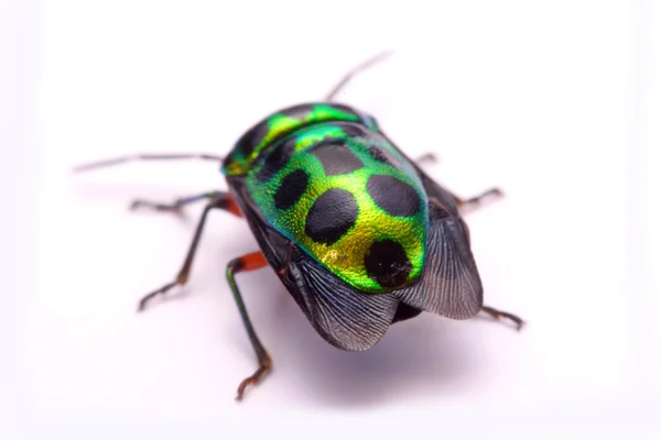 Close up Rainbow shield bug holding (Calidea dregii) em um fundo branco . — Fotografia de Stock