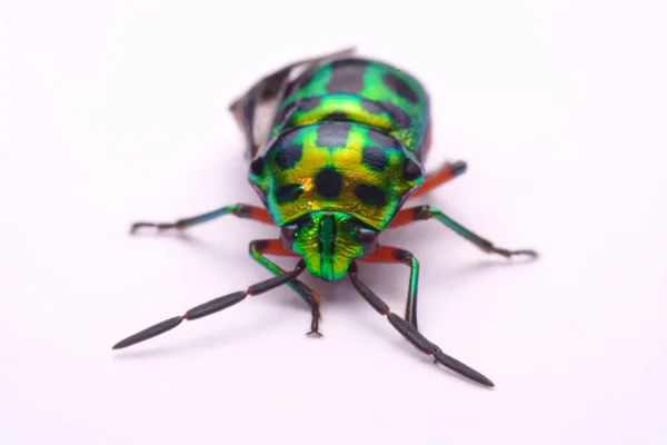 Close up Rainbow shield bug holding (Calidea dregii) em um fundo branco — Fotografia de Stock