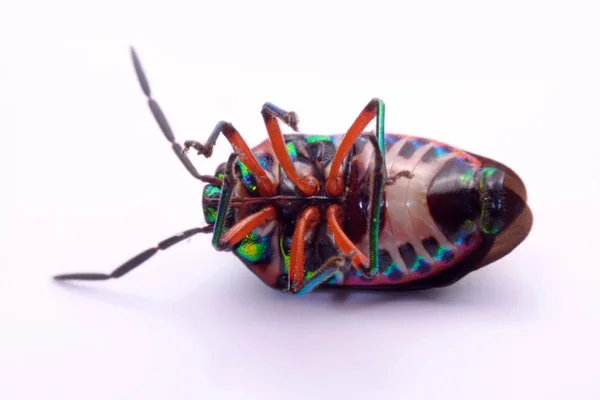 Close up Rainbow shield bug holding (Calidea dregii) em um fundo branco . — Fotografia de Stock