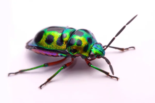 Close up Rainbow shield bug holding (Calidea dregii) em um fundo branco . — Fotografia de Stock