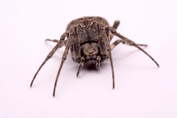 Gray cross spider (Larinioides sclopetarius) on a white background — стокове фото