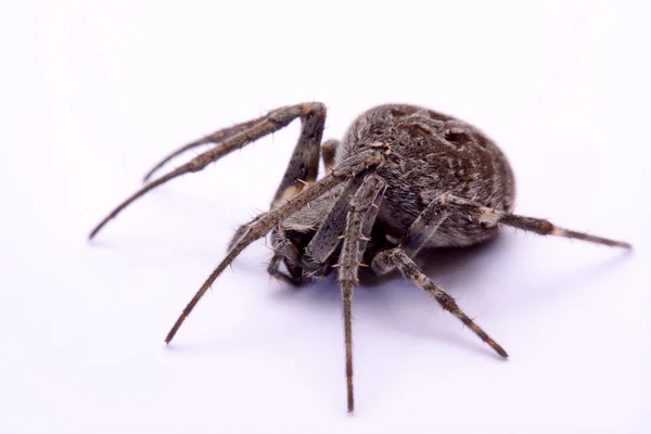 Gray cross spider (Larinioides sclopetarius) on a white background — Φωτογραφία Αρχείου