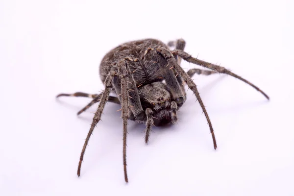 Aranha cruzada cinzenta (Larinioides sclopetarius) sobre um fundo branco — Fotografia de Stock