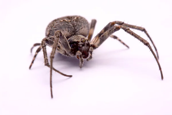 Araignée croisée grise (Larinioides sclopetarius) sur fond blanc — Photo