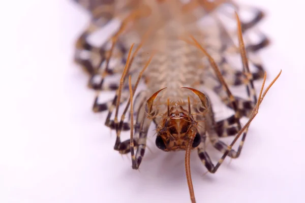 Scutigera smithii Newport (centopeia da casa de pernas longas) sobre um fundo branco — Fotografia de Stock