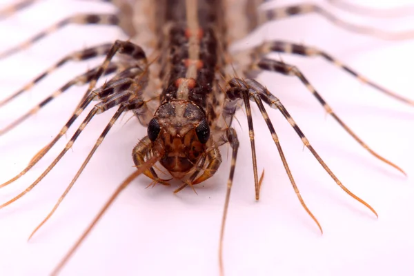 Scutigera smithii Newport (centopeia da casa de pernas longas) sobre um fundo branco — Fotografia de Stock