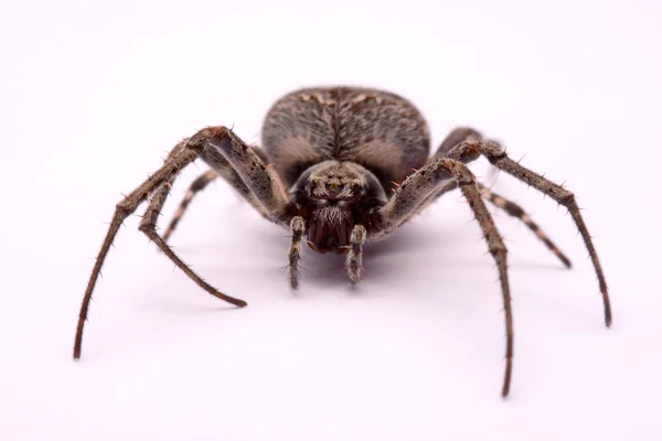 Gray cross spider (Larinioides sclopetarius) on a white background — стокове фото