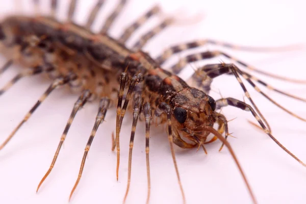 Scutigera smithii Newport (long-legged house centipede) on a white background — Stock Photo, Image