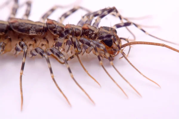 Scutigera smithii Newport (long-legged house centipede) on a white background. — Stock Photo, Image