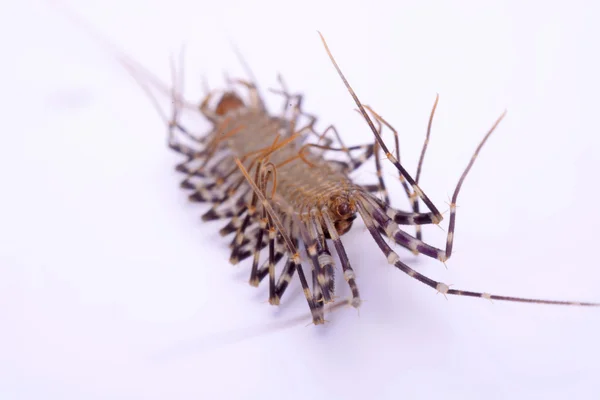 Scutigera smithii Newport (long-legged house centipede) on a white background. — Stock Photo, Image