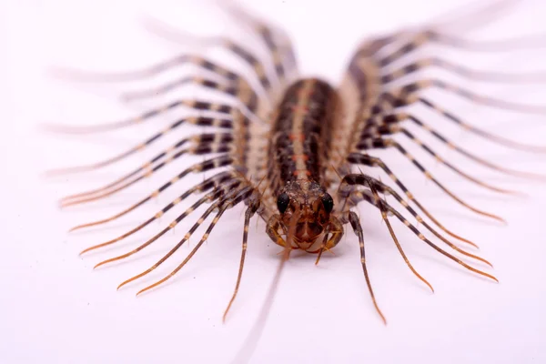 Scutigera smithii Newport (centopeia da casa de pernas longas) sobre um fundo branco . — Fotografia de Stock