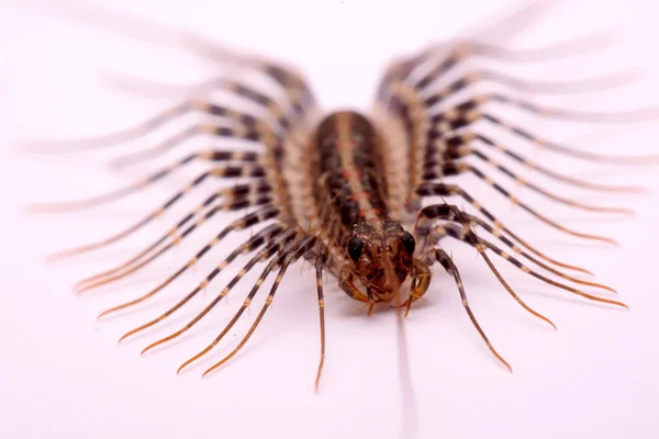 Scutigera smithii Newport (long-legged house centipede) on a white background. — Stock Photo, Image