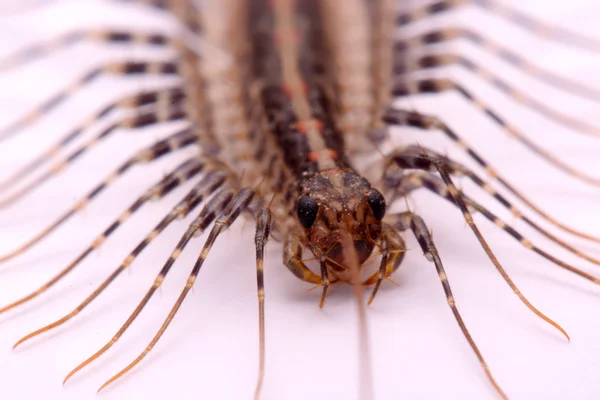 Scutigera smithii Newport (centopeia da casa de pernas longas) sobre um fundo branco . — Fotografia de Stock