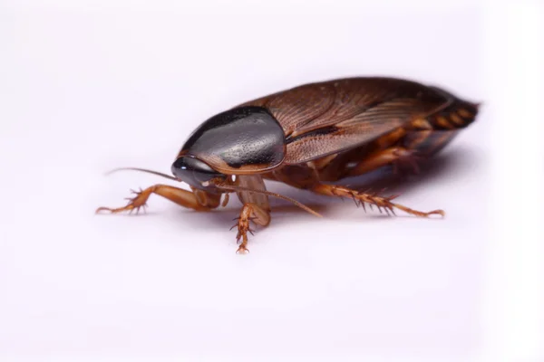 Cockroach species living in Thailand (Burrowing cockroach) on a white background. — Stock Photo, Image