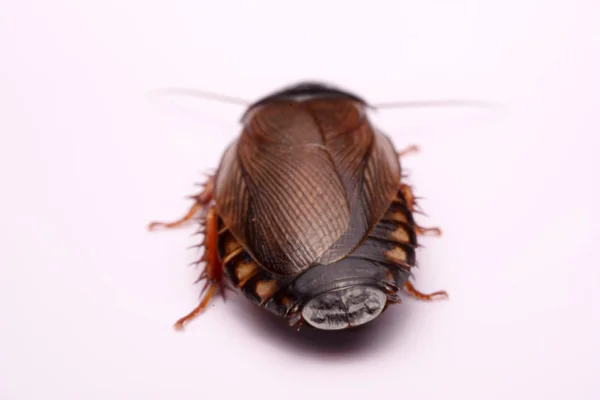 Cockroach species living in Thailand (Burrowing cockroach) on a white background. — Stock Photo, Image
