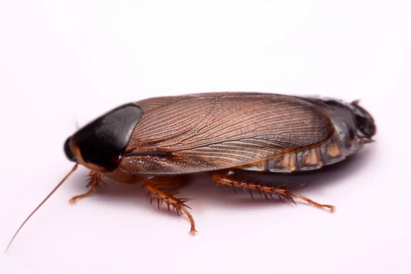 Especies de cucaracha que viven en Tailandia (cucaracha excavadora) sobre un fondo blanco . — Foto de Stock