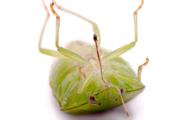 Coccinella su foglia verde — Foto Stock