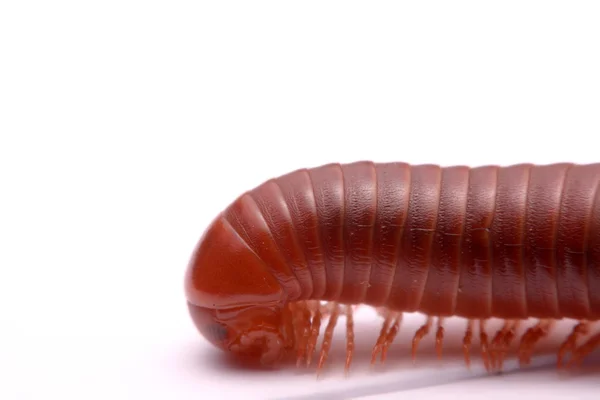 Close up millipede red on a white background — Stock Photo, Image