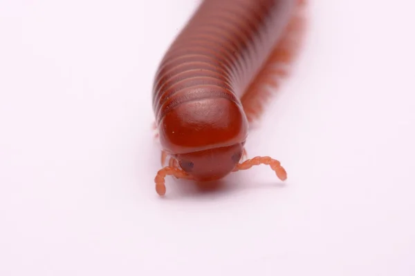 Fechar milípede vermelho em um fundo branco — Fotografia de Stock