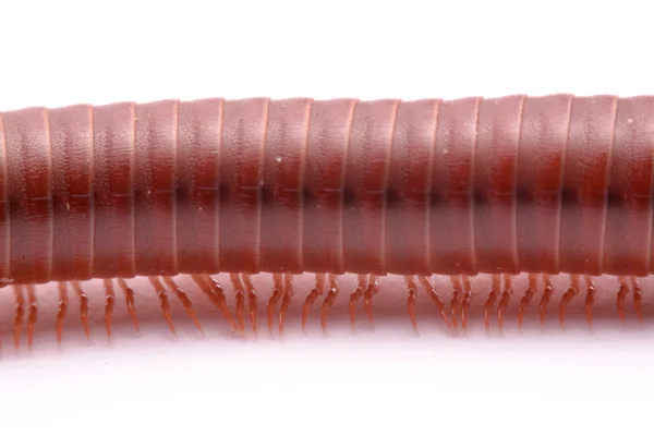 Close up millipede red on a white background. — Stock Photo, Image