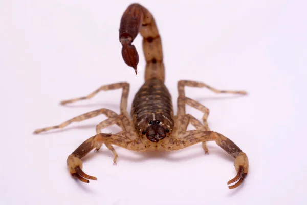 Bliska Scorpion białe tło. — Zdjęcie stockowe