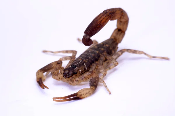 Bliska Scorpion białe tło. — Zdjęcie stockowe