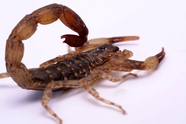 Bliska Scorpion białe tło — Zdjęcie stockowe