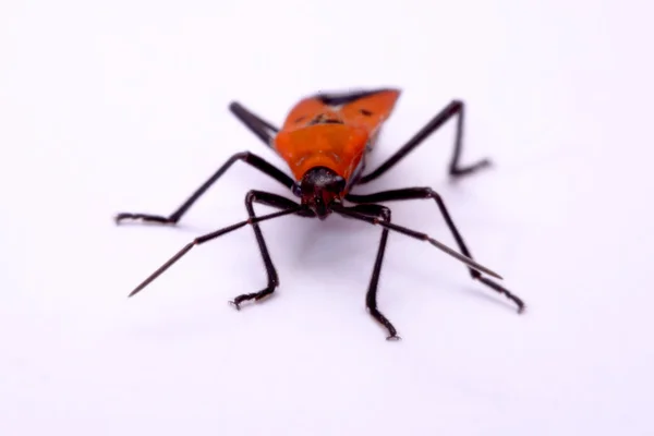 Inseto percevejo vermelho, Melamphaus rubrocinctus, isolado em branco — Fotografia de Stock