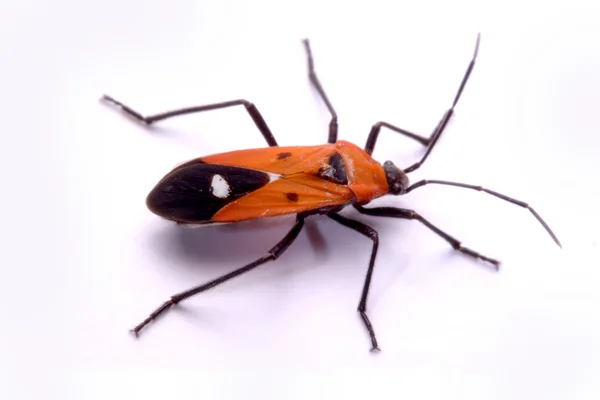 Bug owad smród czerwony, melamphaus rubrocinctus, na białym tle — Zdjęcie stockowe