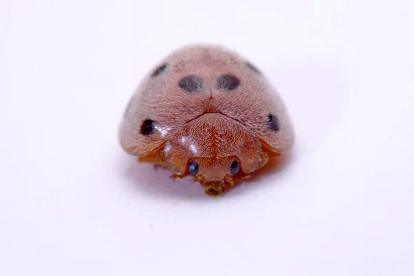 Gros plan coccinelle un fond blanc — Photo