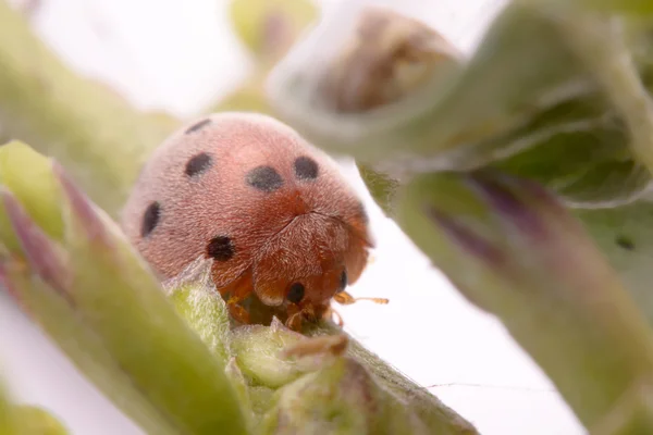 Coccinelle sur feuille verte — Photo