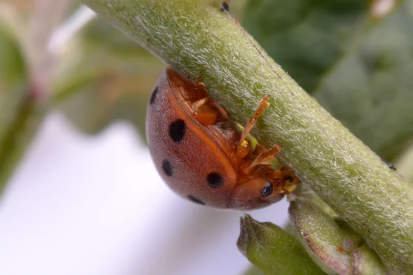 Coccinella su foglia verde — Foto Stock