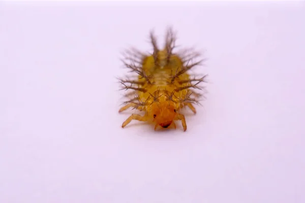 Macro image of a spiny caterpillar white background. — Stock Photo, Image