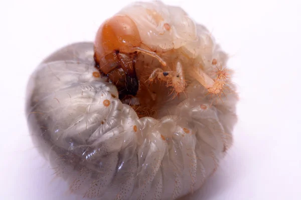 Veado besouro larva branco fundo . — Fotografia de Stock