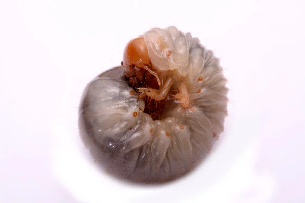 Cervo coleottero larva sfondo bianco . — Foto Stock
