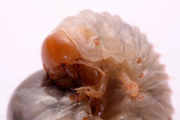 Veado besouro larva branco fundo . — Fotografia de Stock