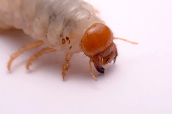 Veado besouro larva branco fundo . — Fotografia de Stock