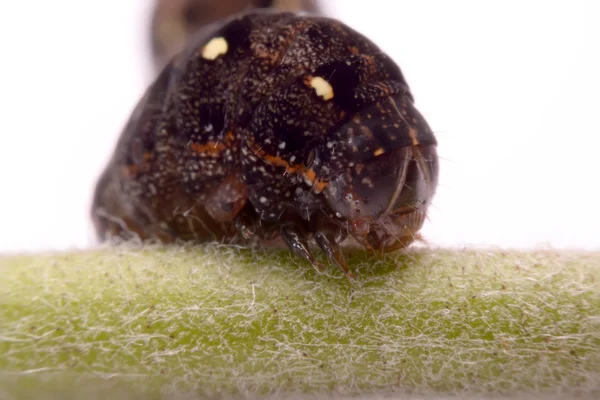 Oruga negra mariposa sobre fondo blanco — Foto de Stock