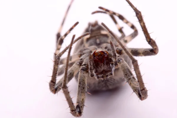 Gray cross spider (Larinioides sclopetarius) on a white background 图库图片