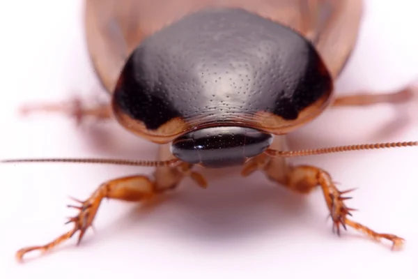 Cockroach species living in Thailand (Burrowing cockroach) on a white background. Stock Picture