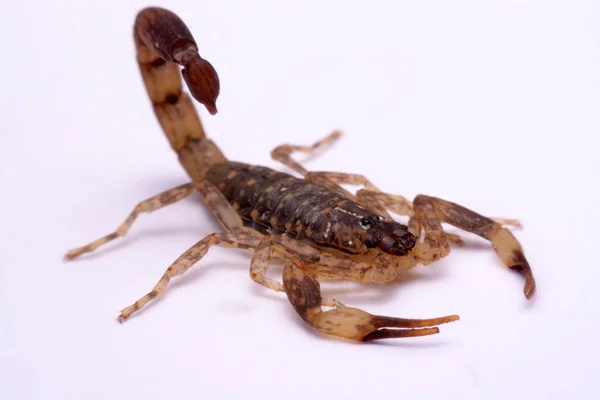 Nära håll Scorpion vit bakgrund. Stockbild