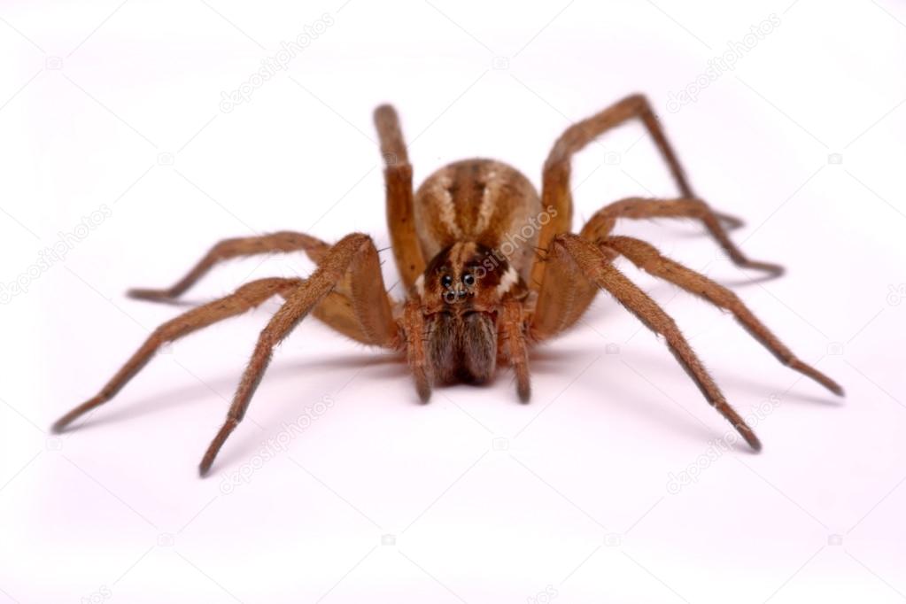 Close up huntsman spiders are isolated on white background